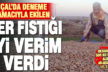 Çal’da deneme amacıyla ekilen yer fıstığında iyi verim alındı
