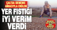 Çal’da deneme amacıyla ekilen yer fıstığında iyi verim alındı