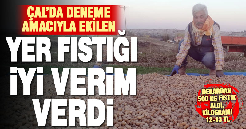 Çal’da deneme amacıyla ekilen yer fıstığında iyi verim alındı
