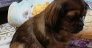 Anne köpek kayboldu, yavruları perişan oldu