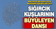 Denizli’de sığırcık kuşları gökyüzünde adeta dans etti