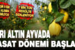 Sarı altın ayva hasadı başladı