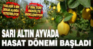 Sarı altın ayva hasadı başladı