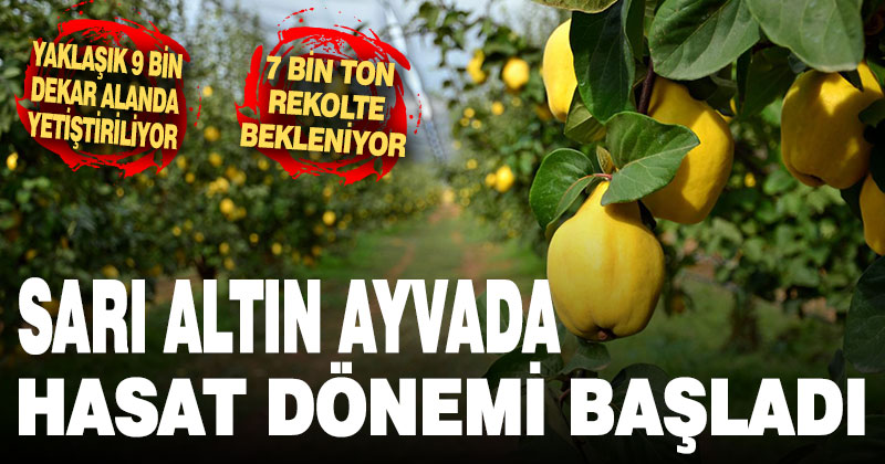 Sarı altın ayva hasadı başladı
