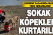 Ölüme terk edilen köpeklere Buldan Belediyesi sahip çıktı