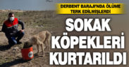 Ölüme terk edilen köpeklere Buldan Belediyesi sahip çıktı