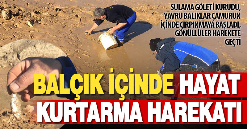 Kuruyan sulama göletinde ölmek üzere olan yavru balıkları gönüllüler kurtardı
