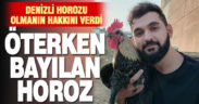 Denizli Horozu olmanın hakkını veren horoz: Öterken bayıldı