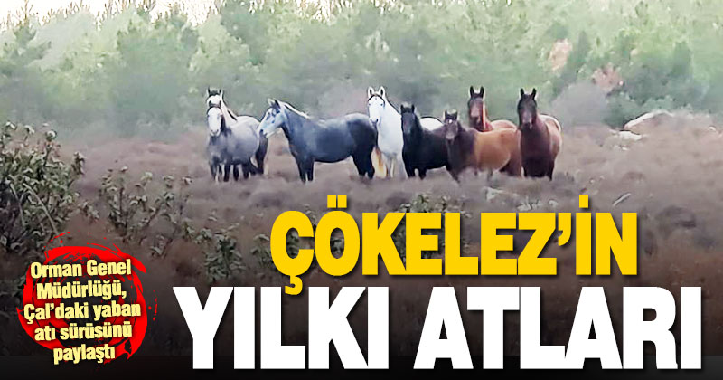 Orman Genel Müdürlüğü’nden ‘Çal’ın yılkı atları’ paylaşımı