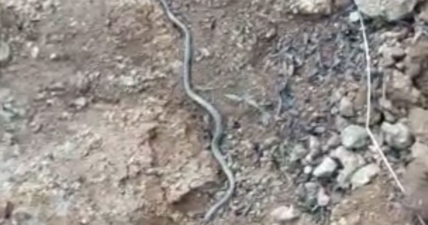 Kış uykusunda olması gereken yılan doğada