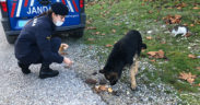Jandarmadan sokaktaki canlara şefkat eli