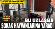 Bu uzlaşma barınaktaki sokak hayvanlarına yaradı
