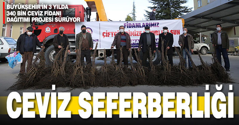 Büyükşehir Belediyesi’nin ceviz fidanı seferberliği sürüyor
