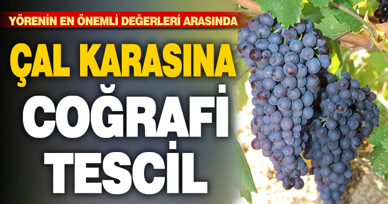 Denizli’nin Çal karası üzümüne coğrafi işaret tescili