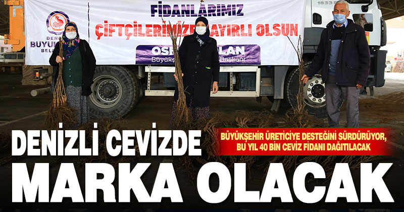 Büyükşehir üreticiye ceviz fidanı dağıtmaya başladı