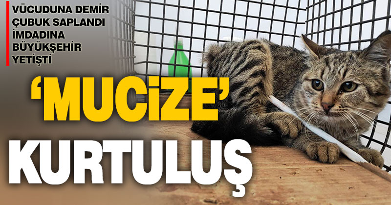 Vücuduna demir çubuk saplanan kediyi büyükşehir kurtardı