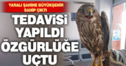 Yaralı şahine Büyükşehir sahip çıktı