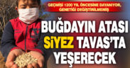 Buğdayın atası Siyez Tavas’ta toprakla buluştu