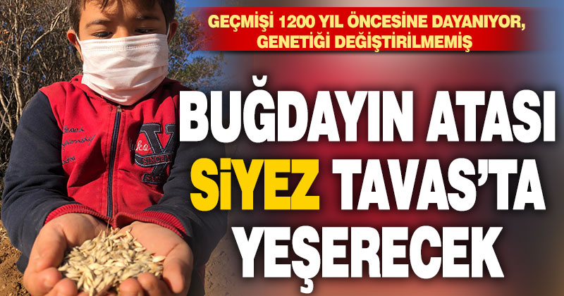 Buğdayın atası Siyez Tavas’ta toprakla buluştu