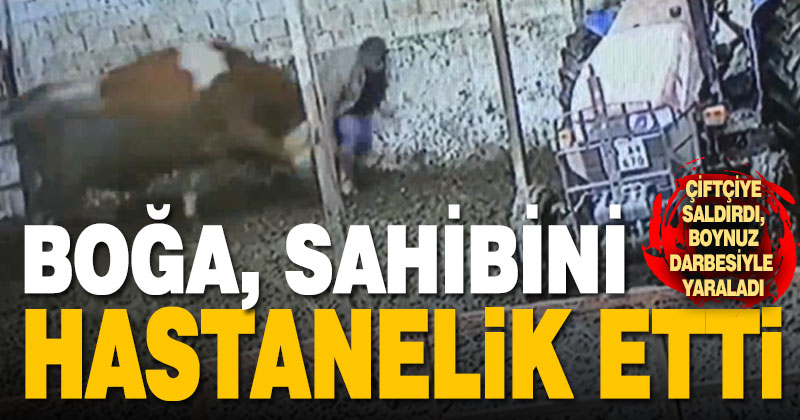 Denizli’de boğanın saldırdığı çiftçi yaralandı