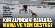Buldan Belediyesi, Yayla Gölü’nün kazları ve sokak hayvanlarını unutmadı