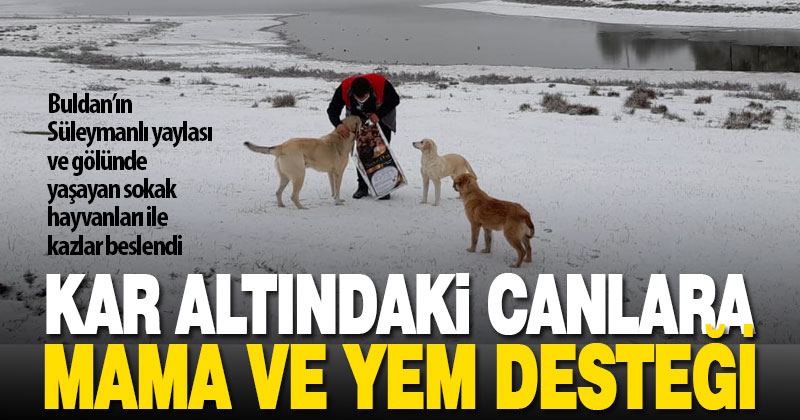 Buldan Belediyesi, Yayla Gölü’nün kazları ve sokak hayvanlarını unutmadı