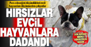 Evcil hayvan hırsızları, hayvan severleri canından bezdirdi