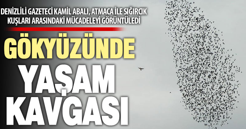 Sığırcık sürüsü ile atmaca arasında hayat kavgası