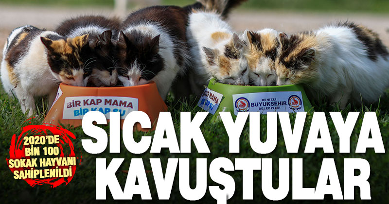 Büyükşehir’in merkezinden bin 100 sokak hayvanı sahiplendirildi