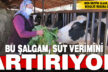 Denizli’de hayvan şalgamı üretimi artıyor