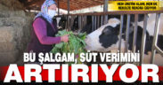 Denizli’de hayvan şalgamı üretimi artıyor