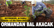 Büyükşehir bal ormanı fidanlarla buluşuyor