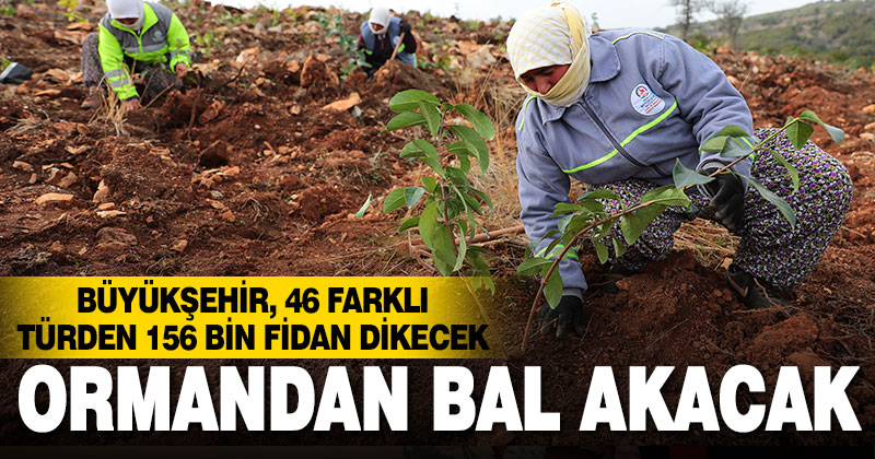 Büyükşehir bal ormanı fidanlarla buluşuyor