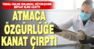 Yaralı halde bulunan atmaca tedavi edildi, özgürlüğü kanat çırptı