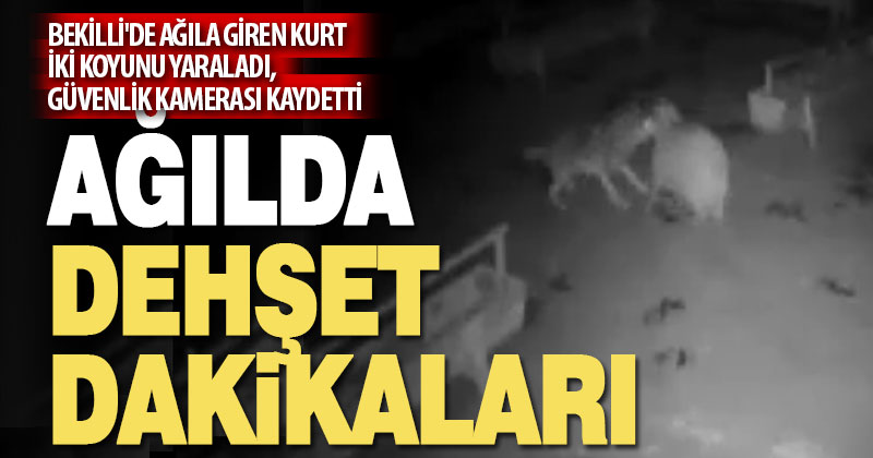 Kurdun ağıldaki koyunlara saldırması güvenlik kamerasına yansıdı