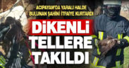 Dikenli tellere takılan şahini itfaiye kurtardı