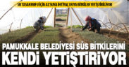 Pamukkale Belediyesi süs bitkilerini kendi yetiştiriyor