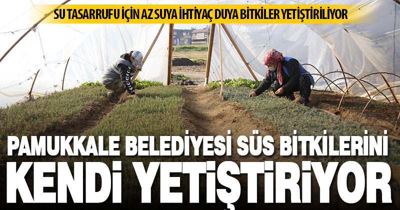 Pamukkale Belediyesi süs bitkilerini kendi yetiştiriyor