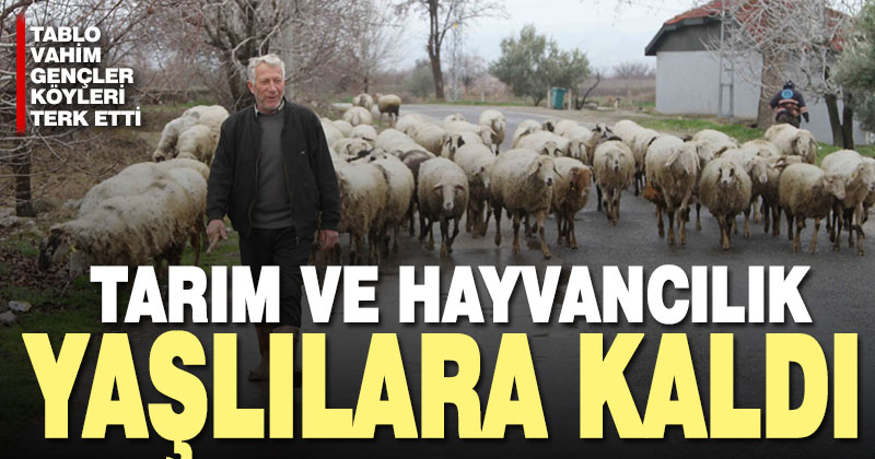 Artık köylerde sadece ihtiyarlar var, tarımda üretecek adam kalmadı