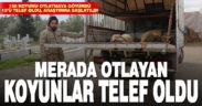 Merada otlayan sürüdeki 13 koyun telef oldu