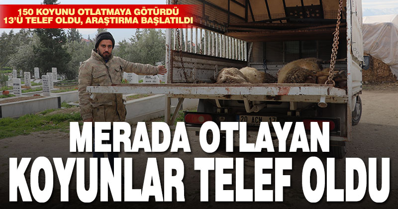 Merada otlayan sürüdeki 13 koyun telef oldu