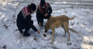 Sokaktaki can dostları jandarmaya emanet