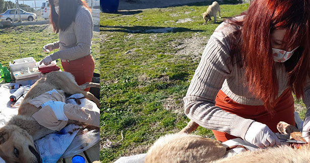 Yaralı köpeğe, Buldan Belediyesi sahip çıktı