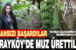 Denizli’de muz üretti kimseyi inandıramadı