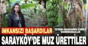 Denizli’de muz üretti kimseyi inandıramadı