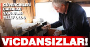 Anneleri çalınan yavru güvercinler telef oldu