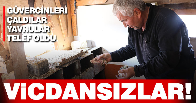 Anneleri çalınan yavru güvercinler telef oldu