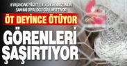 ‘Öt’ deyince öten horoz görenleri şaşırtıyor