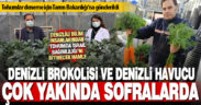 Denizlili bilim insanları genetik saflaştırma yöntemiyle yerli brokoli ve havuç tohumu geliştirildi