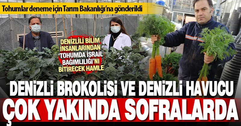 Denizlili bilim insanları genetik saflaştırma yöntemiyle yerli brokoli ve havuç tohumu geliştirildi